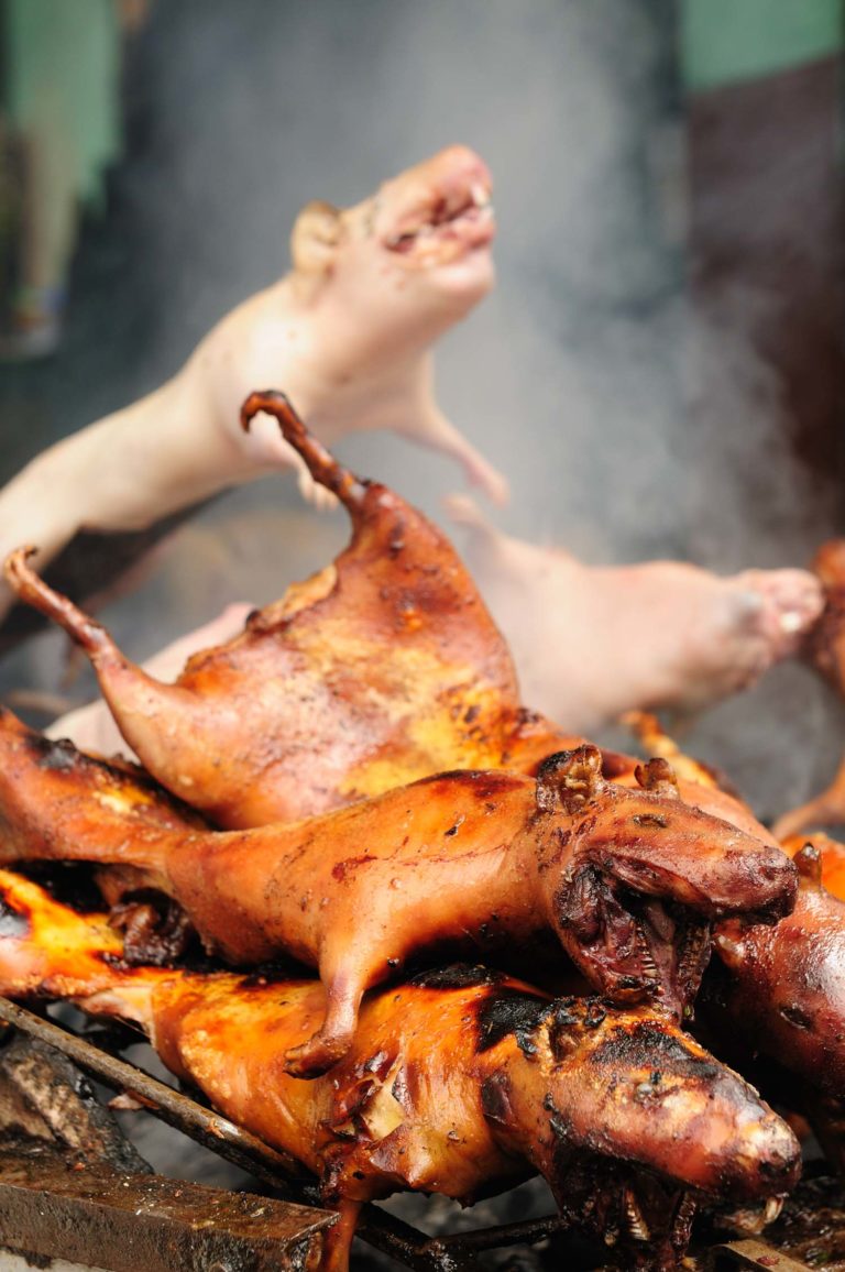 How to Eat Guinea Pig: Cuy in Ecuador - Bacon is Magic