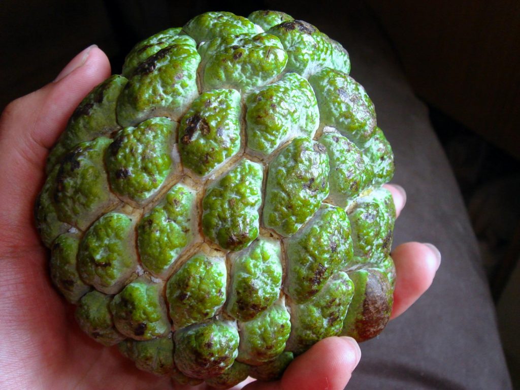 Sweetsop is one of the tastiest exotic fruits and is found in Latin America and the Caribbean.
