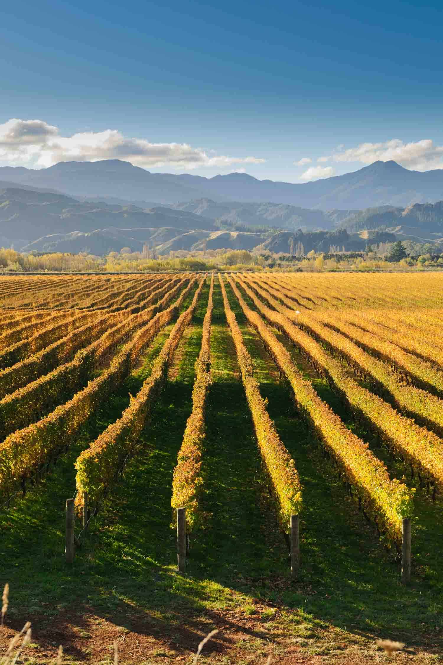 New Zealand Wineries To Visit At Least Once