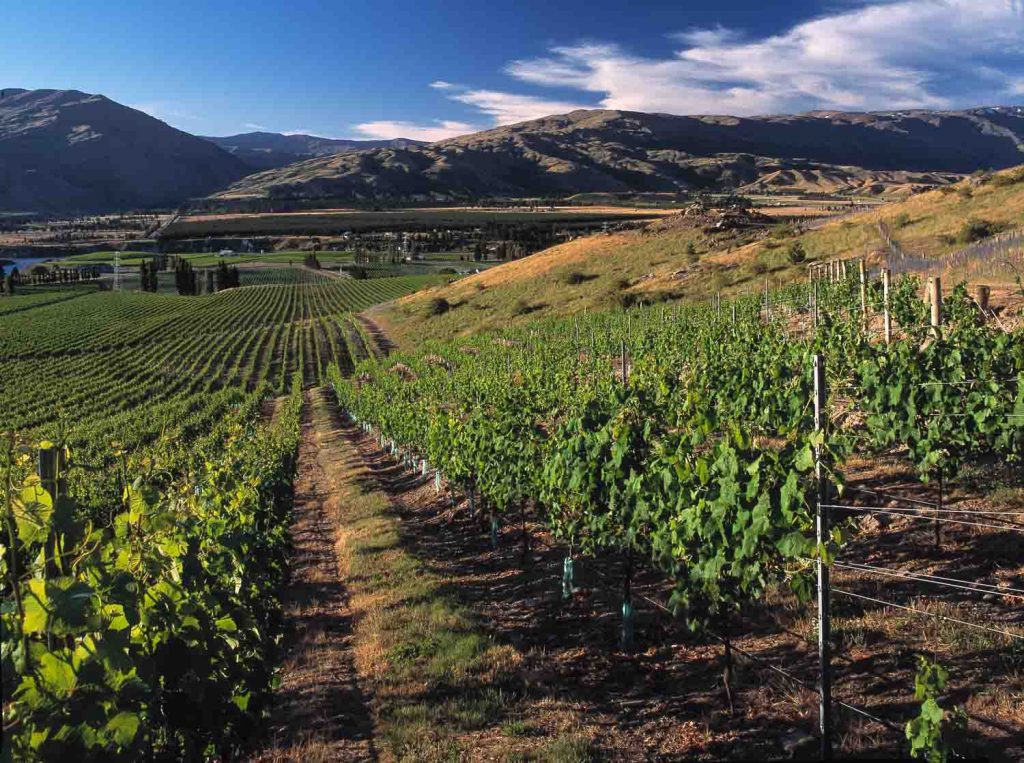 Do Not Miss These 12 Wineries In New Zealand - Bacon Is Magic