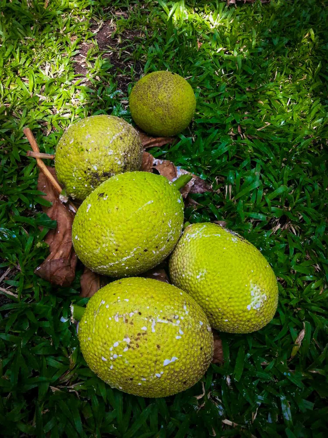 13 Exotic Fruits In Nicaragua Youll Adore Photos