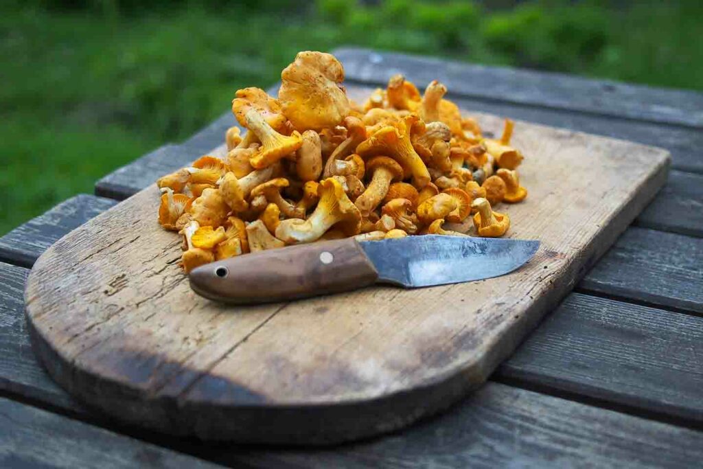 chanterelles on wooden board with rustic foraging paring knife