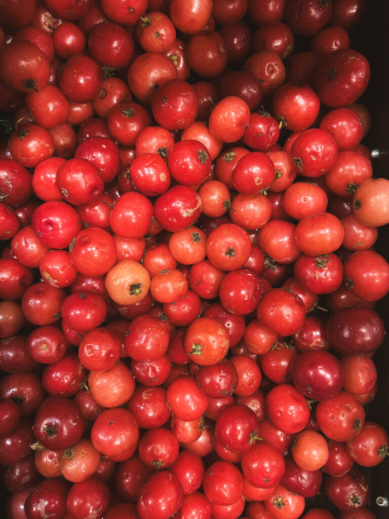 lovi fruits in Sri Lanka scientific name Flacourtia inermis found in south asia and south east asia