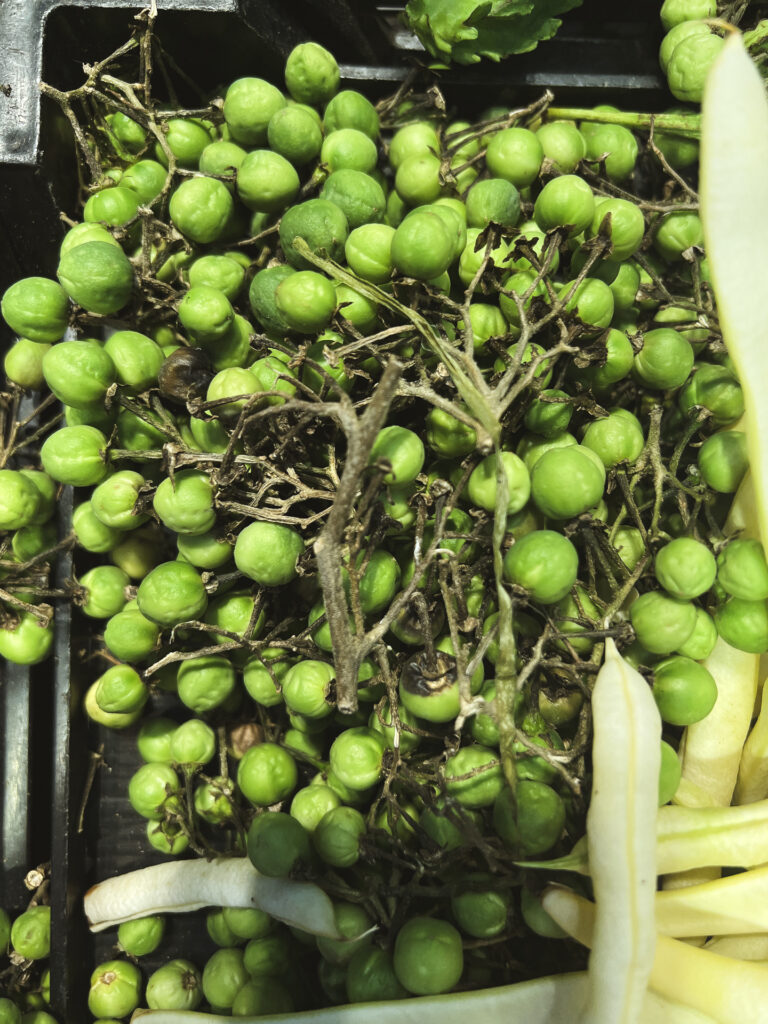 branches of Solanum torvum fruit in Sri Lanka called Thibbatu